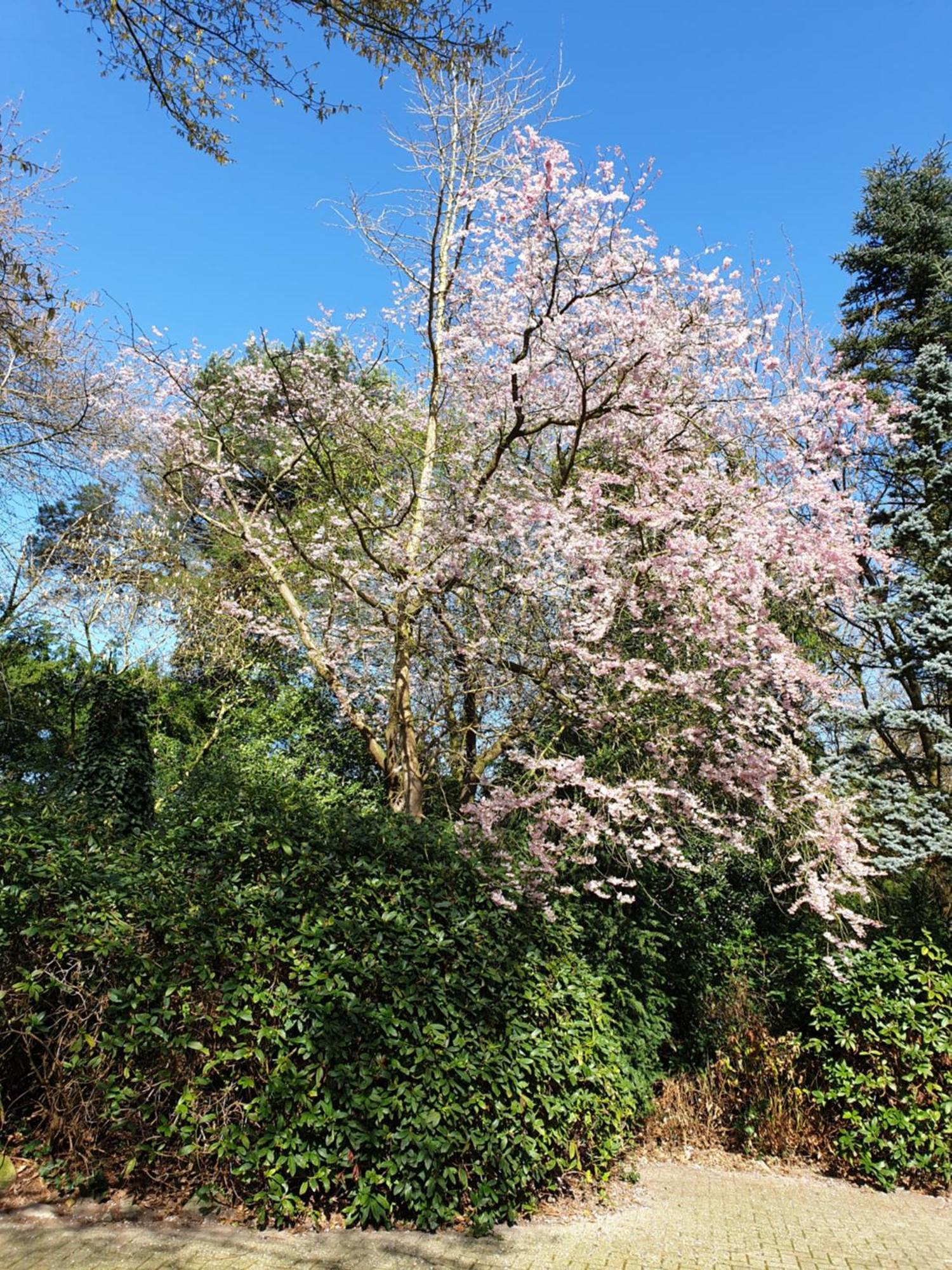 Ferienwohnung Gartenblick Westerstede Exterior foto